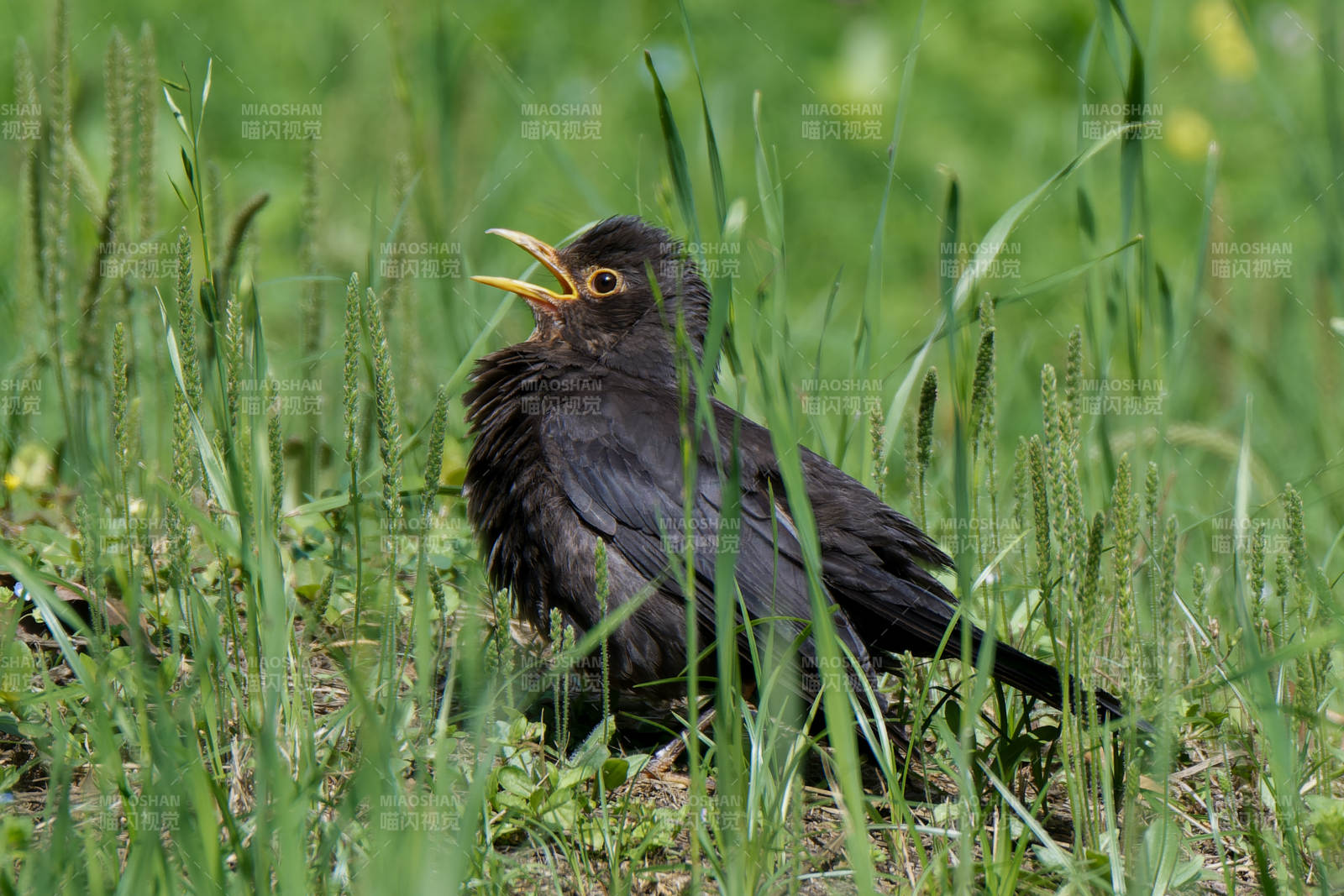 乌鸫鸣唱在绿草间图片