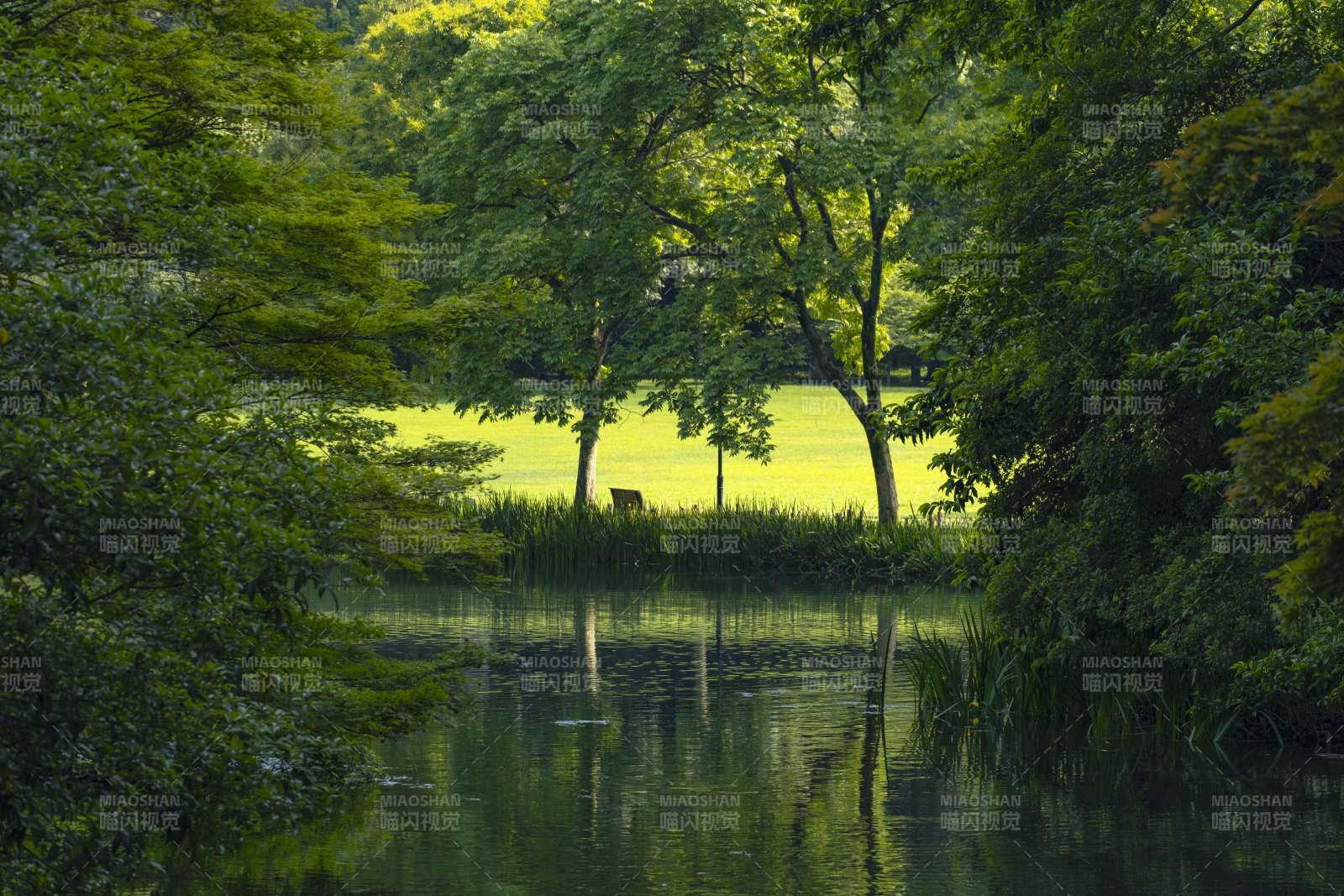 宁静湖畔 绿树成荫图片