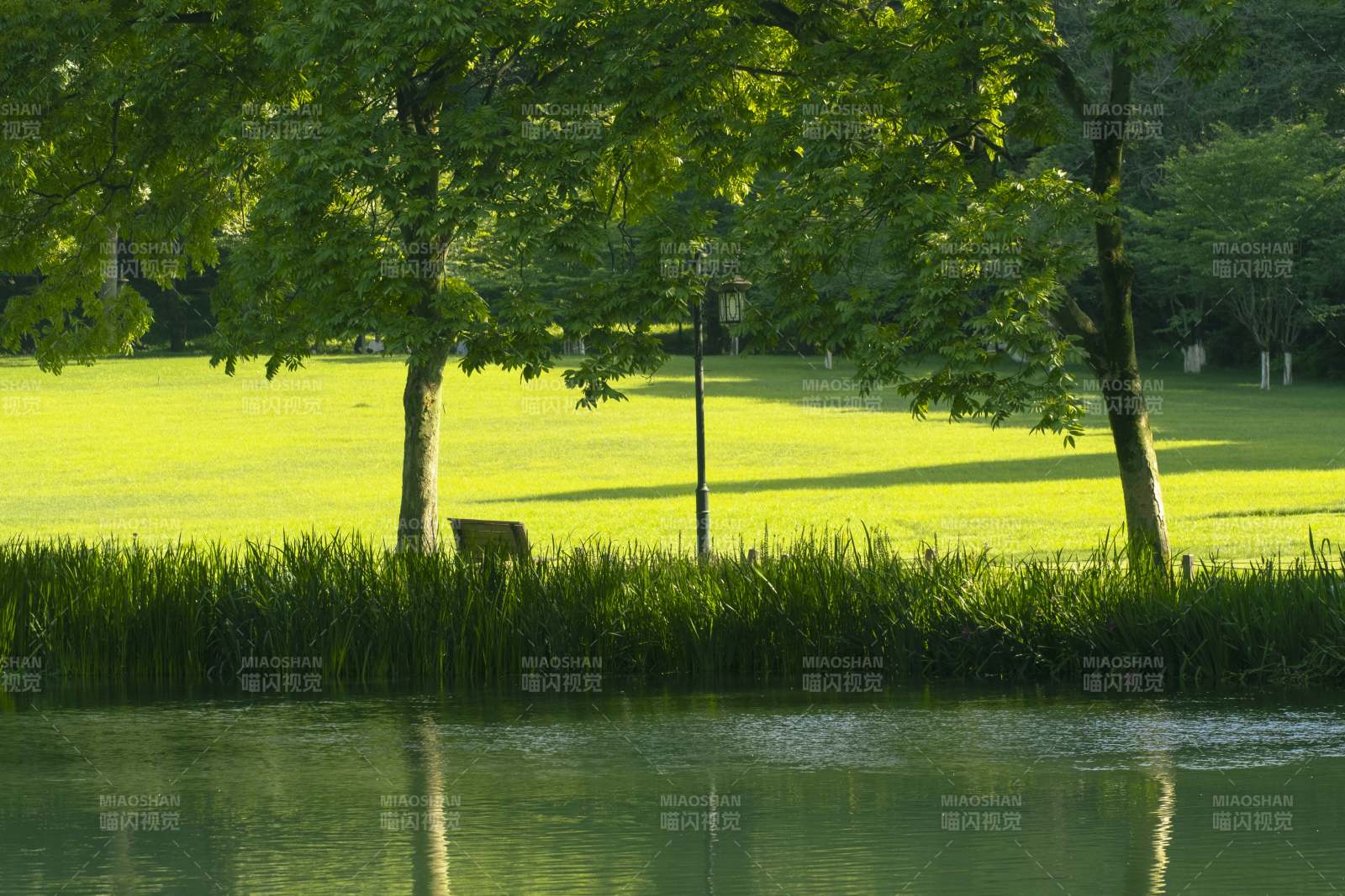 湖畔绿树成荫图片