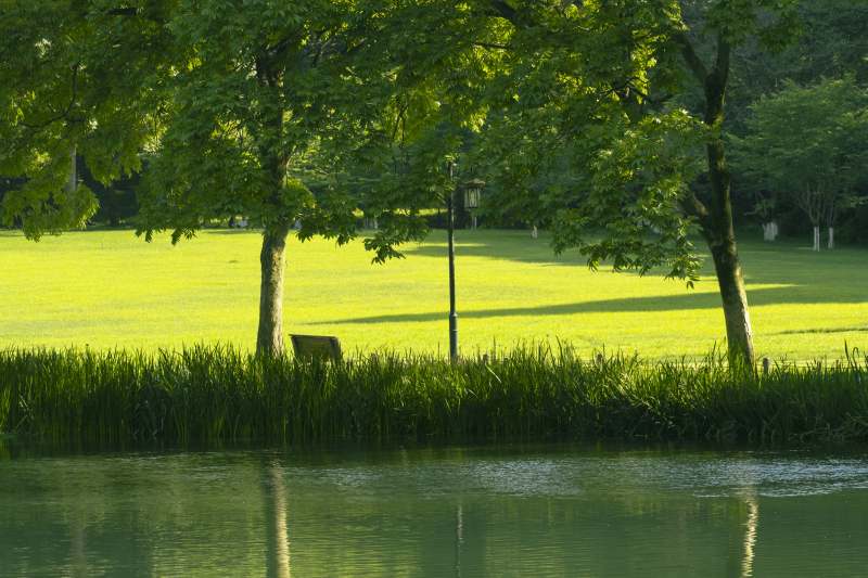 湖畔绿树成荫图片