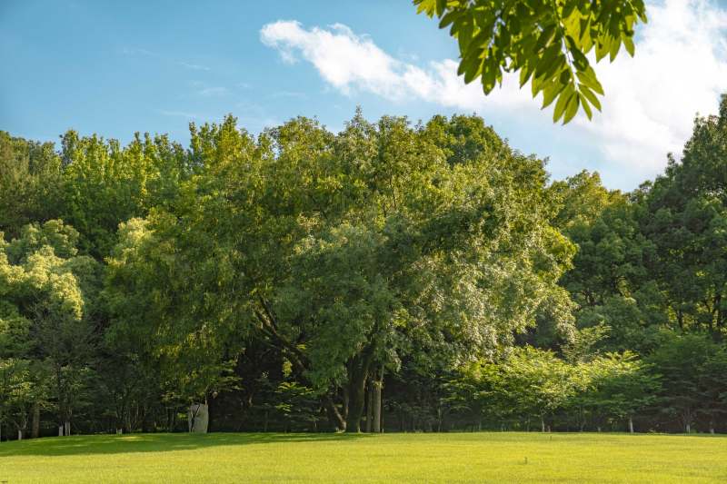 阳光下的绿色森林图片