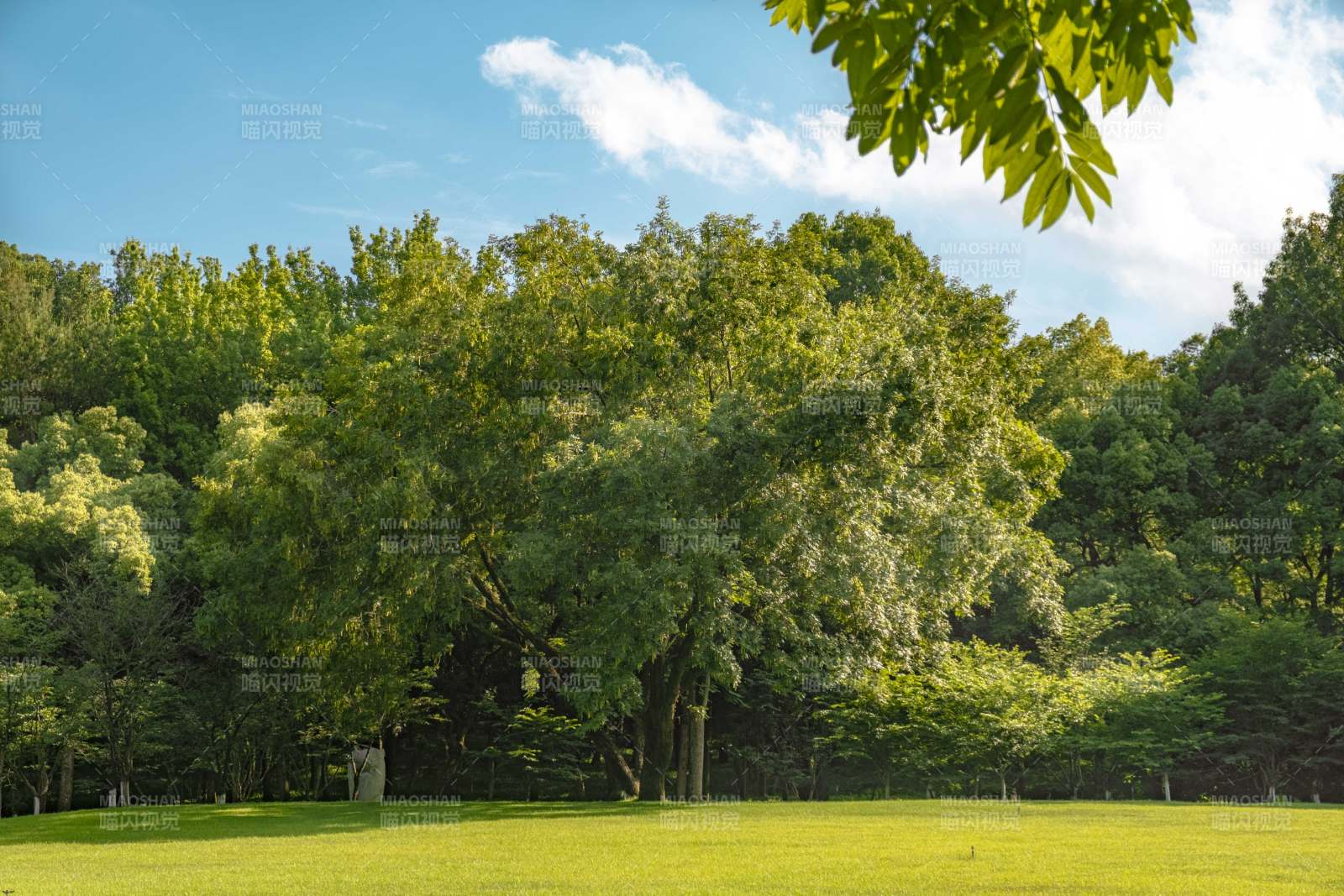 阳光下的绿色森林图片