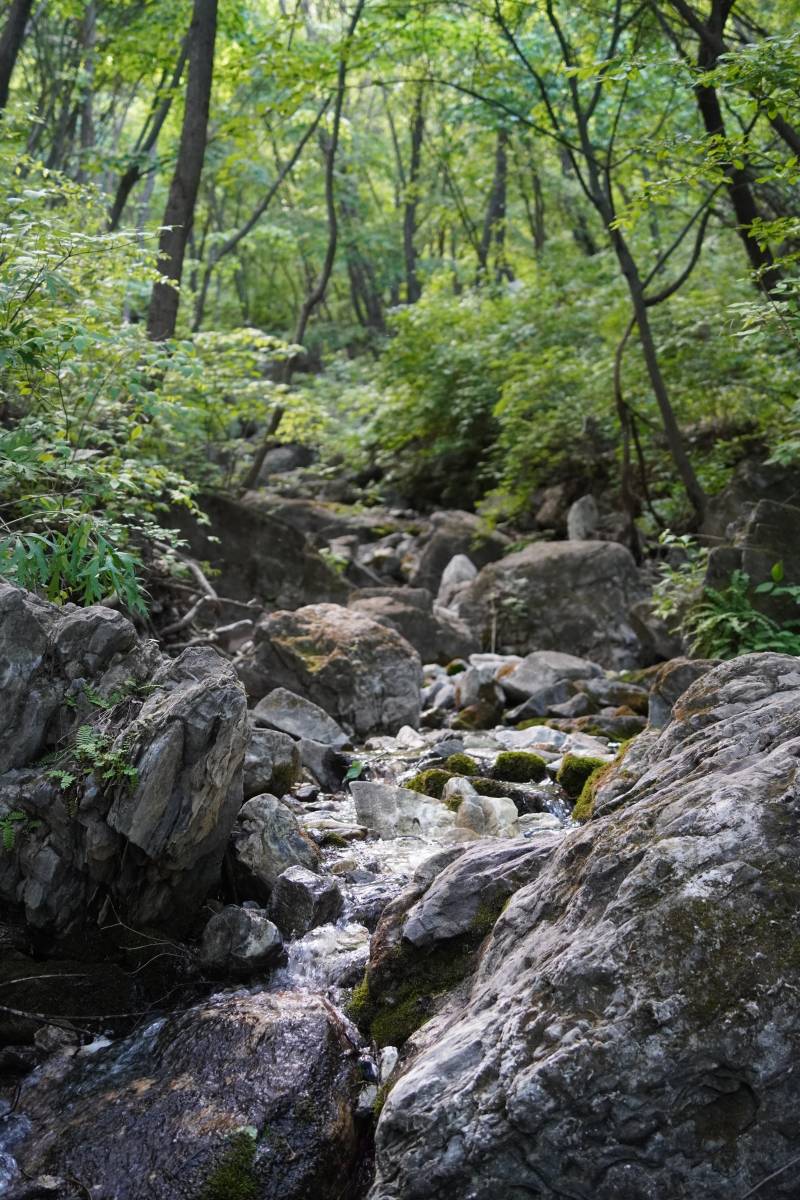 森林溪流穿过岩石图片