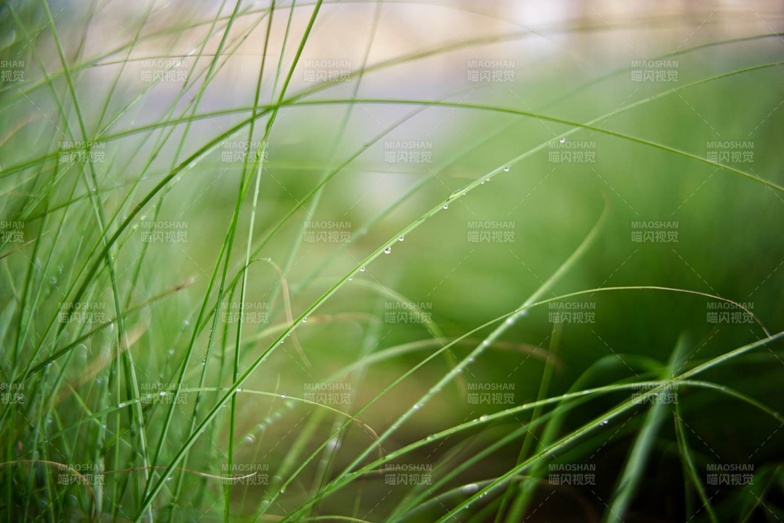 雨后青草图片
