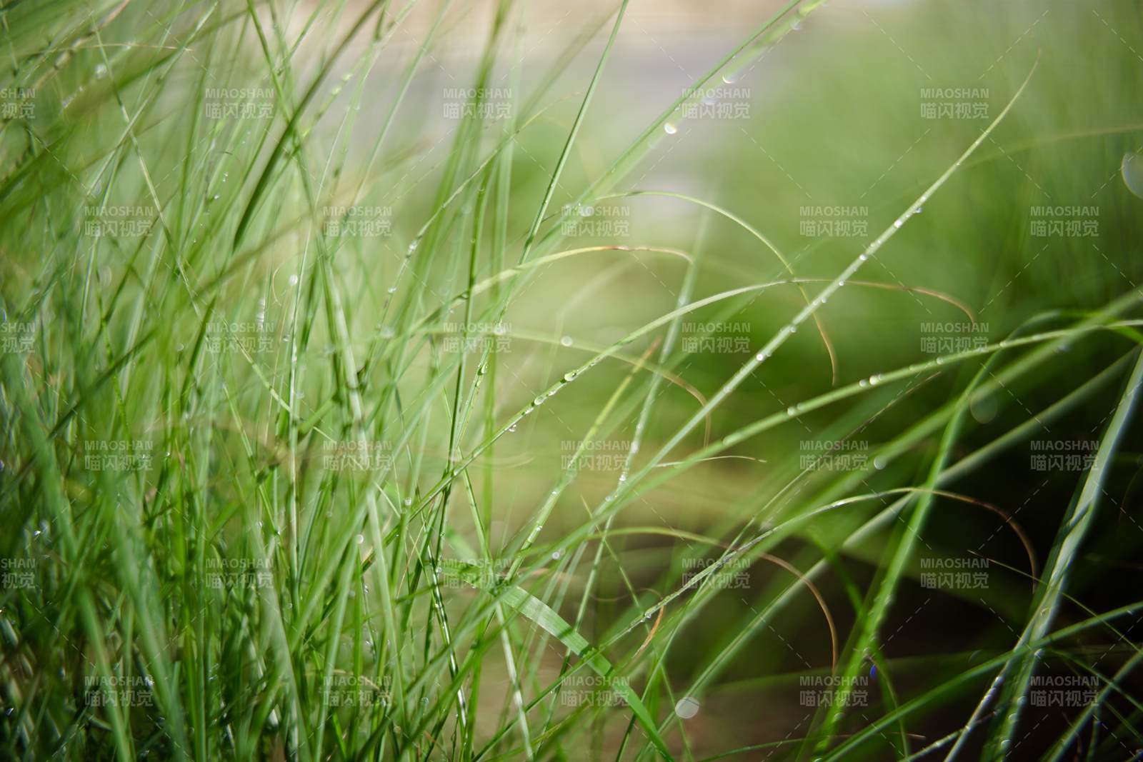 雨后青草图片
