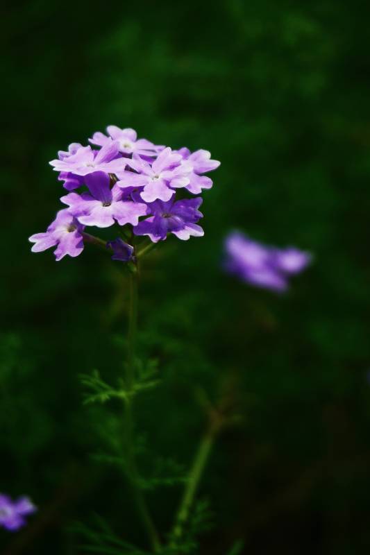 紫色花朵的特写图片