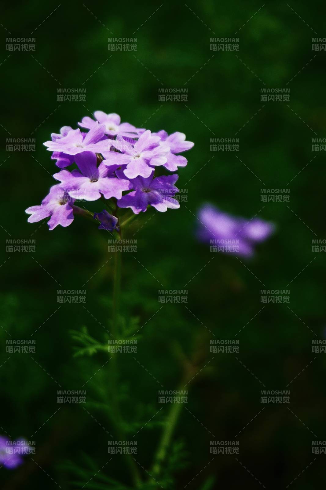 紫色花朵的特写图片