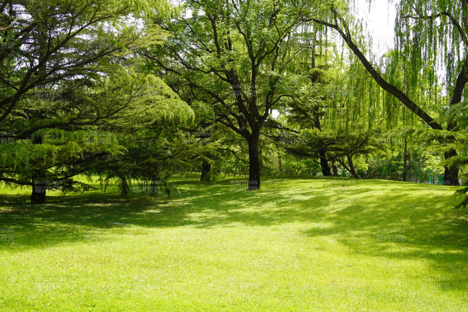 阳光下的绿色公园图片