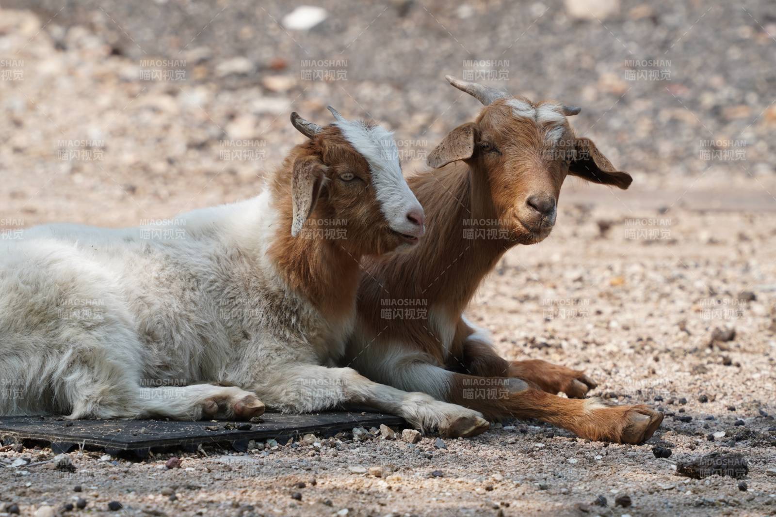 两只山羊在休息图片