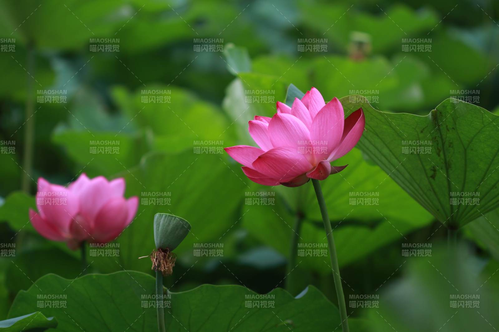 粉色莲花绽放图片