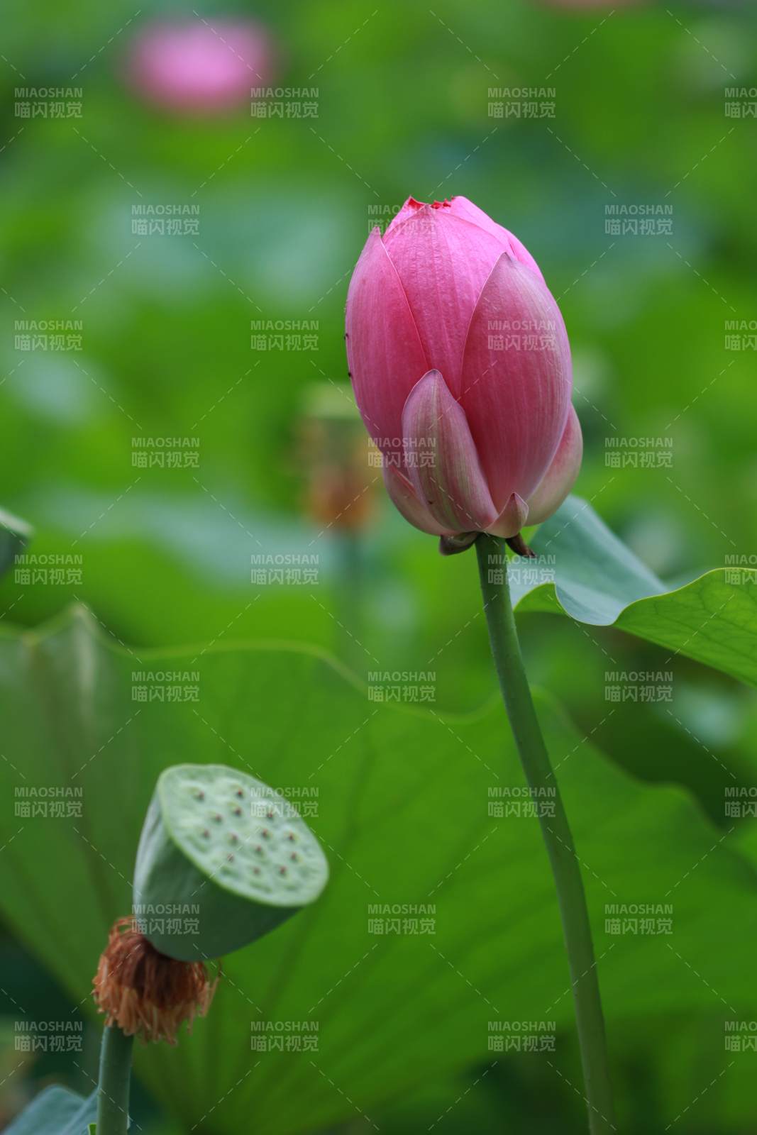 含苞待放的莲花图片