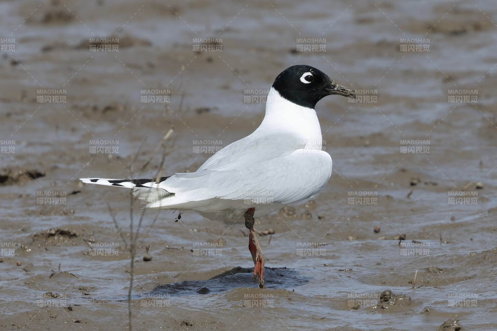 黑嘴鸥栖息湿地图片