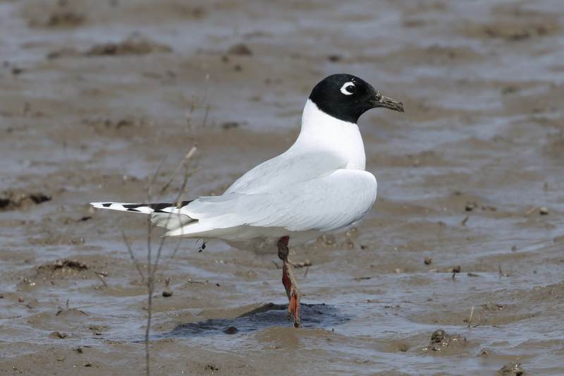 黑嘴鸥栖息湿地图片