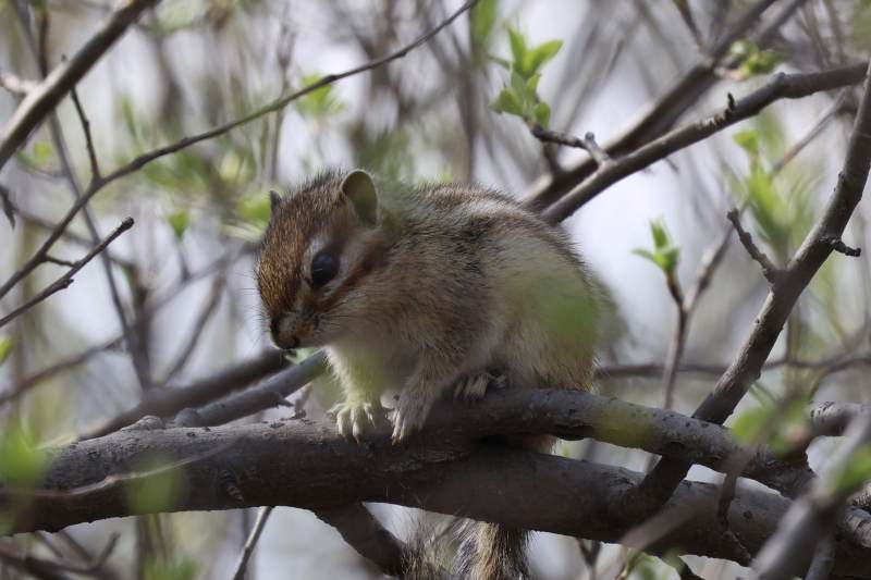 花栗鼠宝宝图片