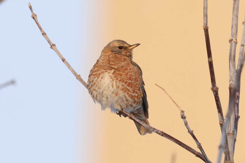 冬日暖阳下的小鸟图片