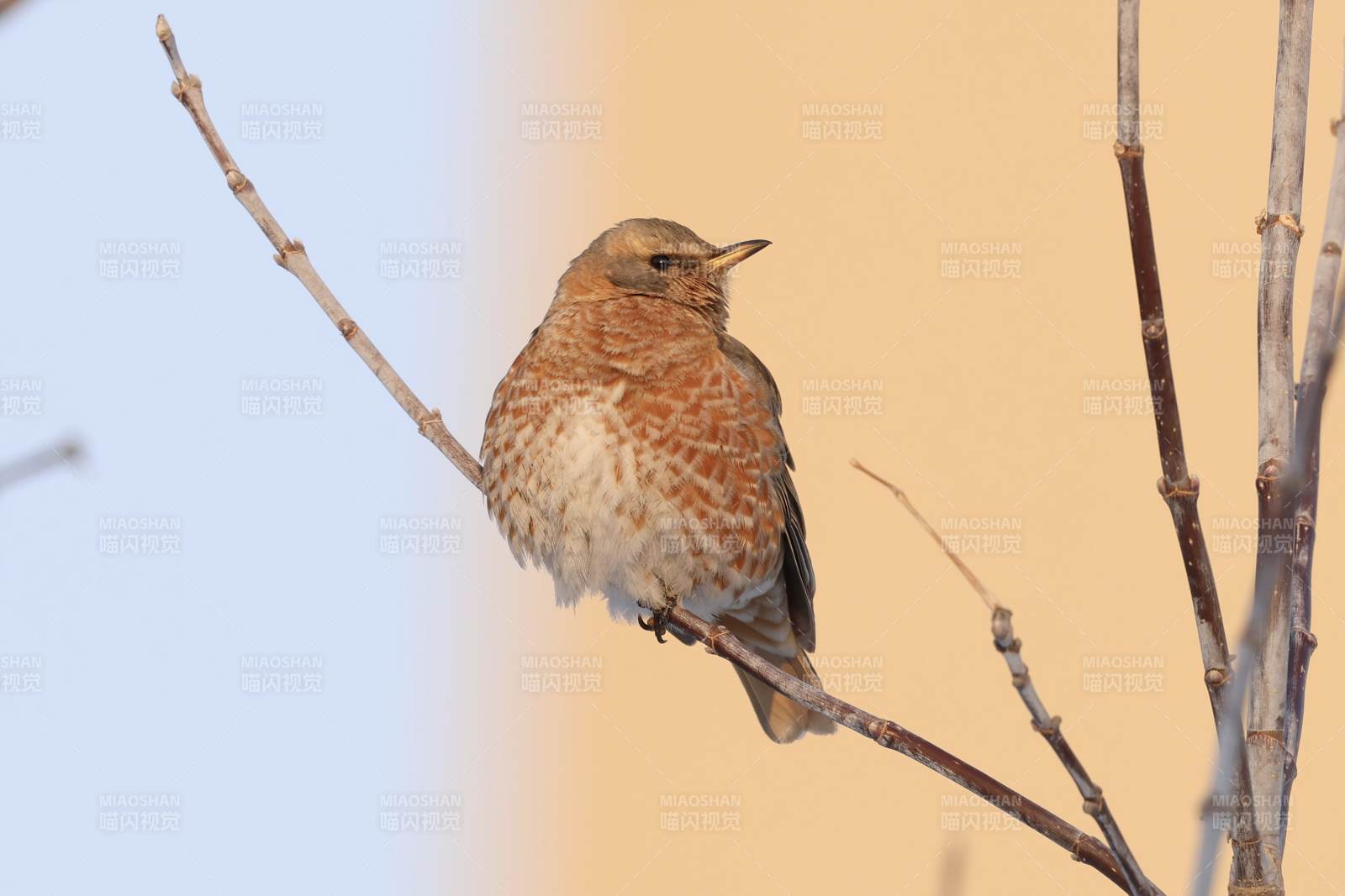 冬日暖阳下的小鸟图片