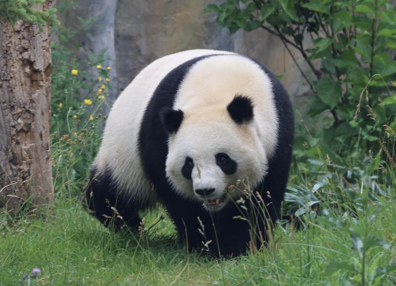 大熊猫图片