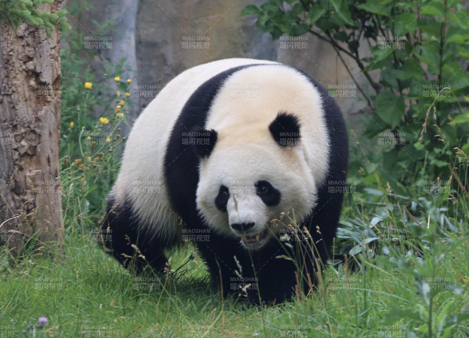 大熊猫图片