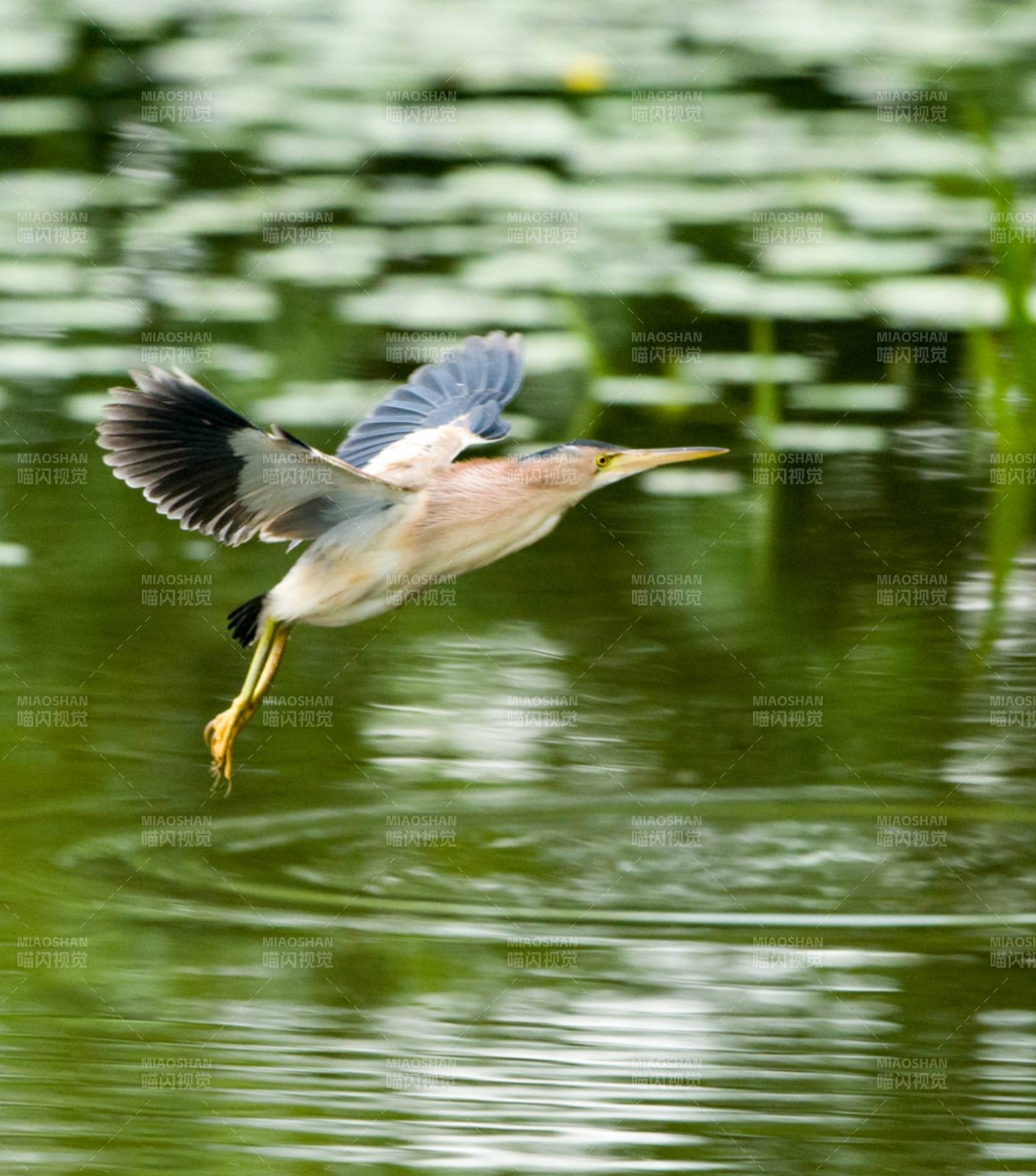 飞鸟掠过湖面图片