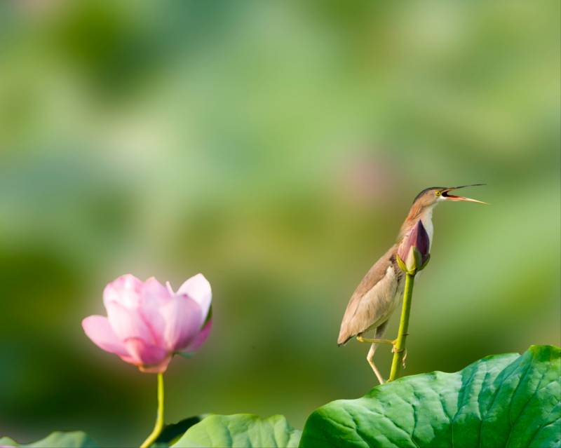 鸟立莲叶间 花映水中天图片