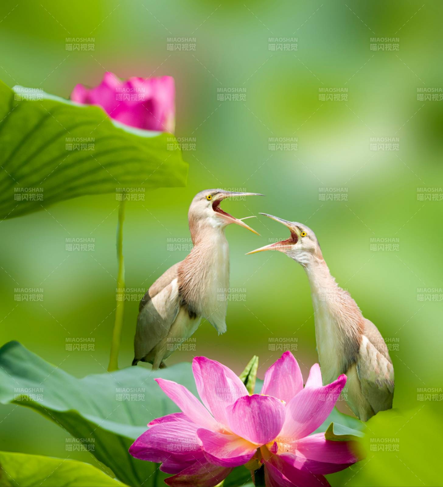 荷花黄苇鳽对鸣图图片