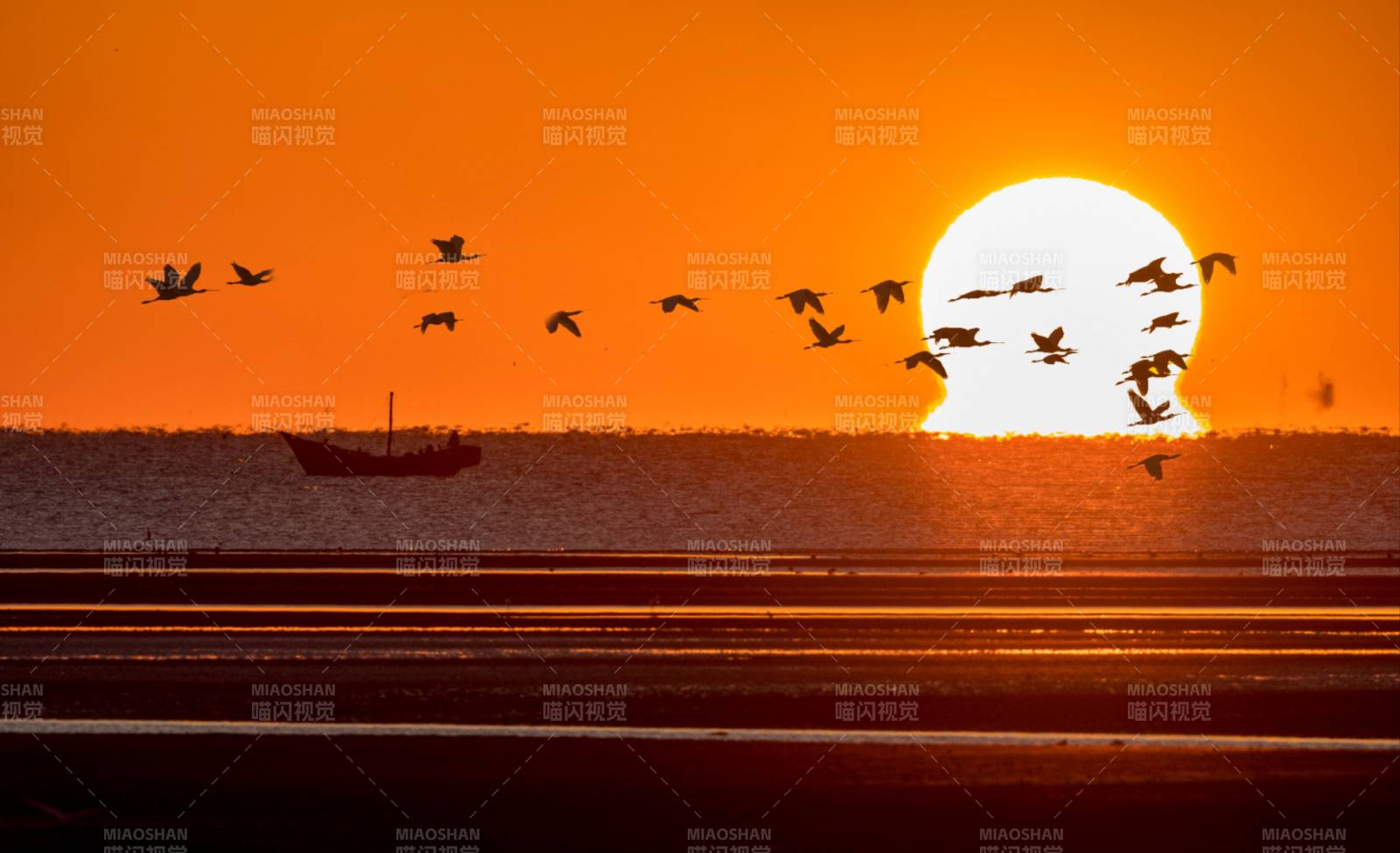 夕阳飞鸟 海面归航图片