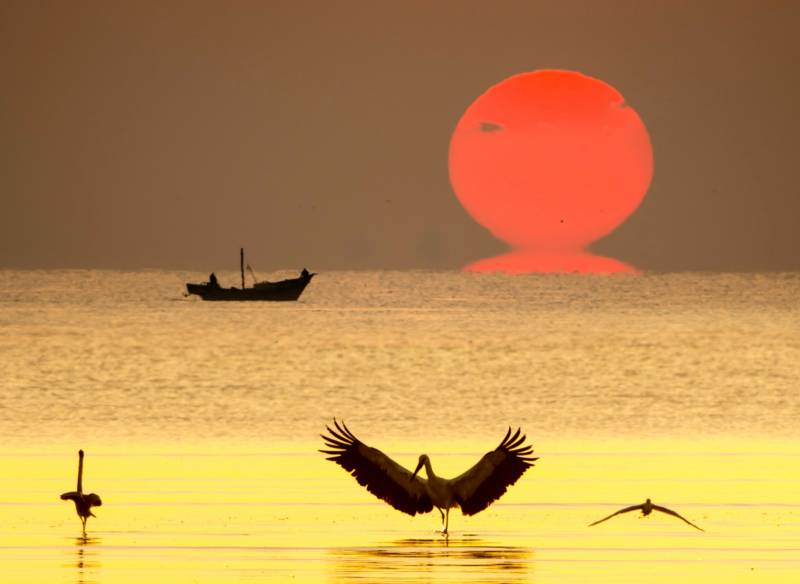 夕阳下的海鸟与渔船图片