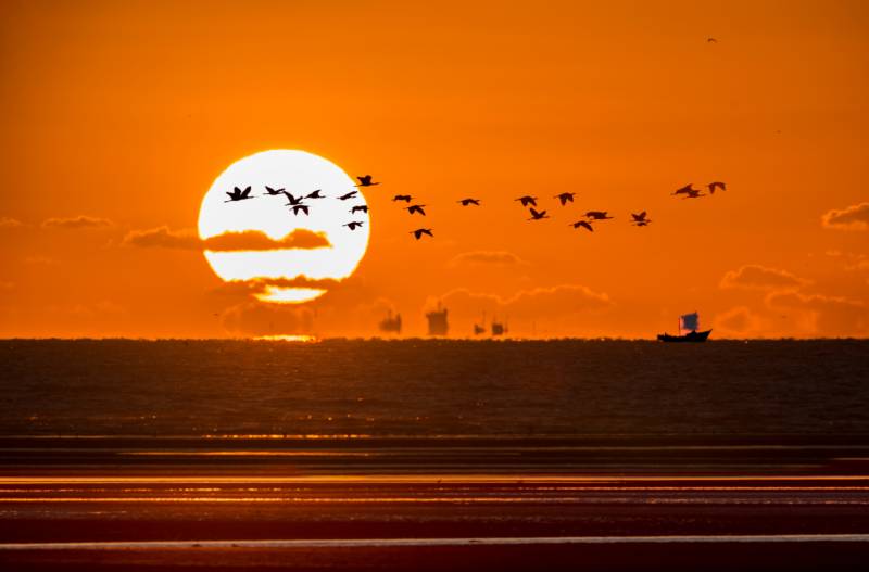 夕阳飞鸟海面船图片