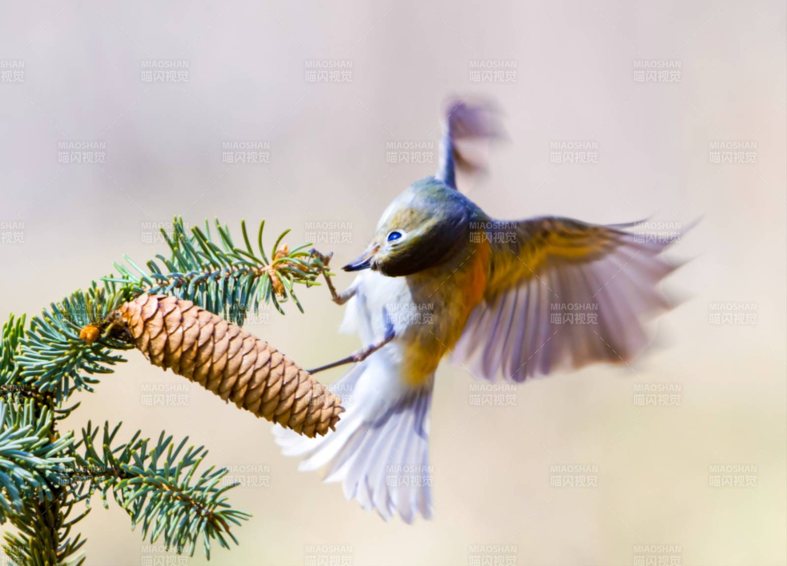 鸟儿与松果图片