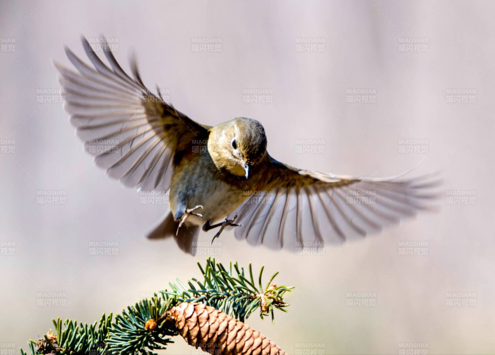 小鸟展翅高飞图片