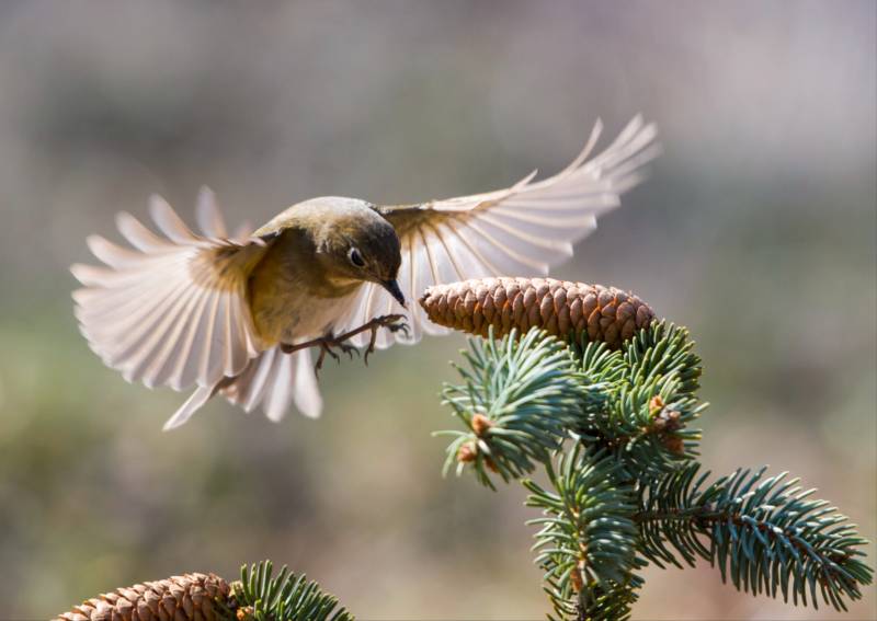 小鸟起舞松枝间图片