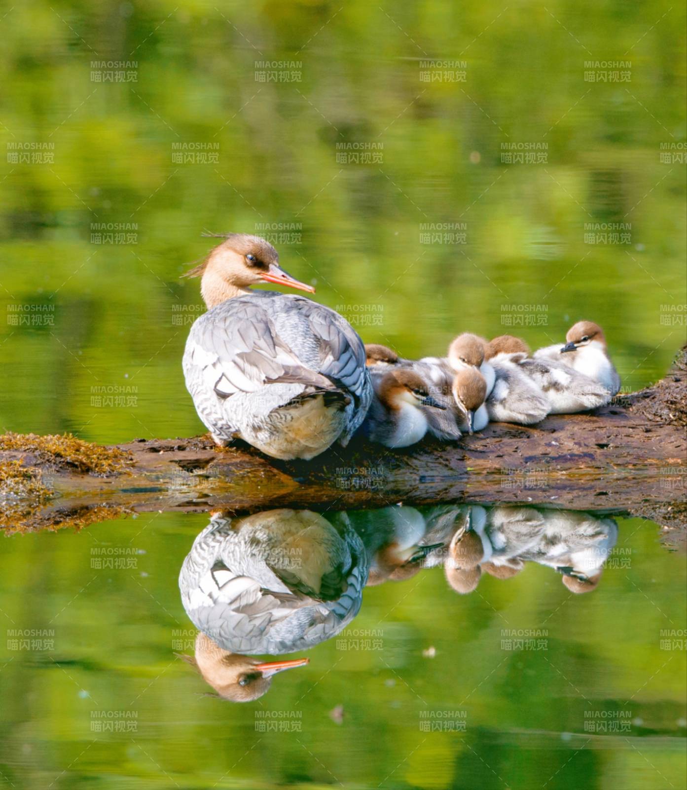 鸭子家庭水中倒影图片