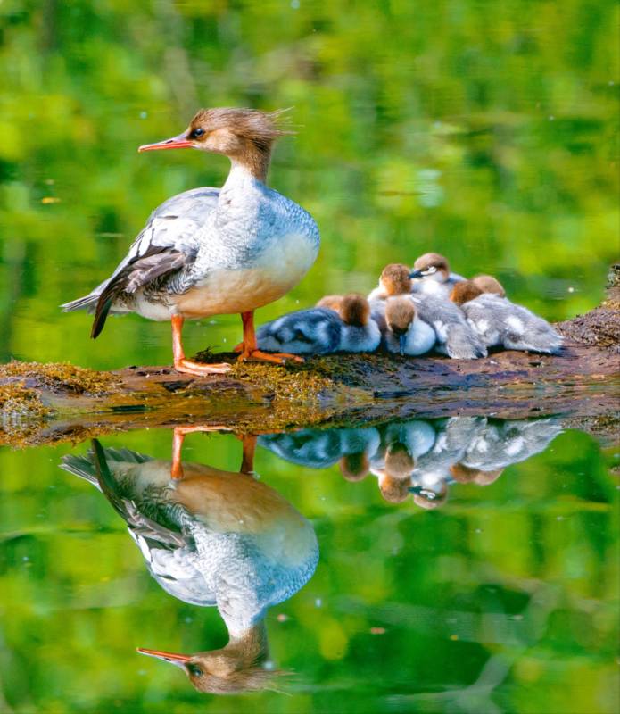 母鸭与小鸭水中倒影图片