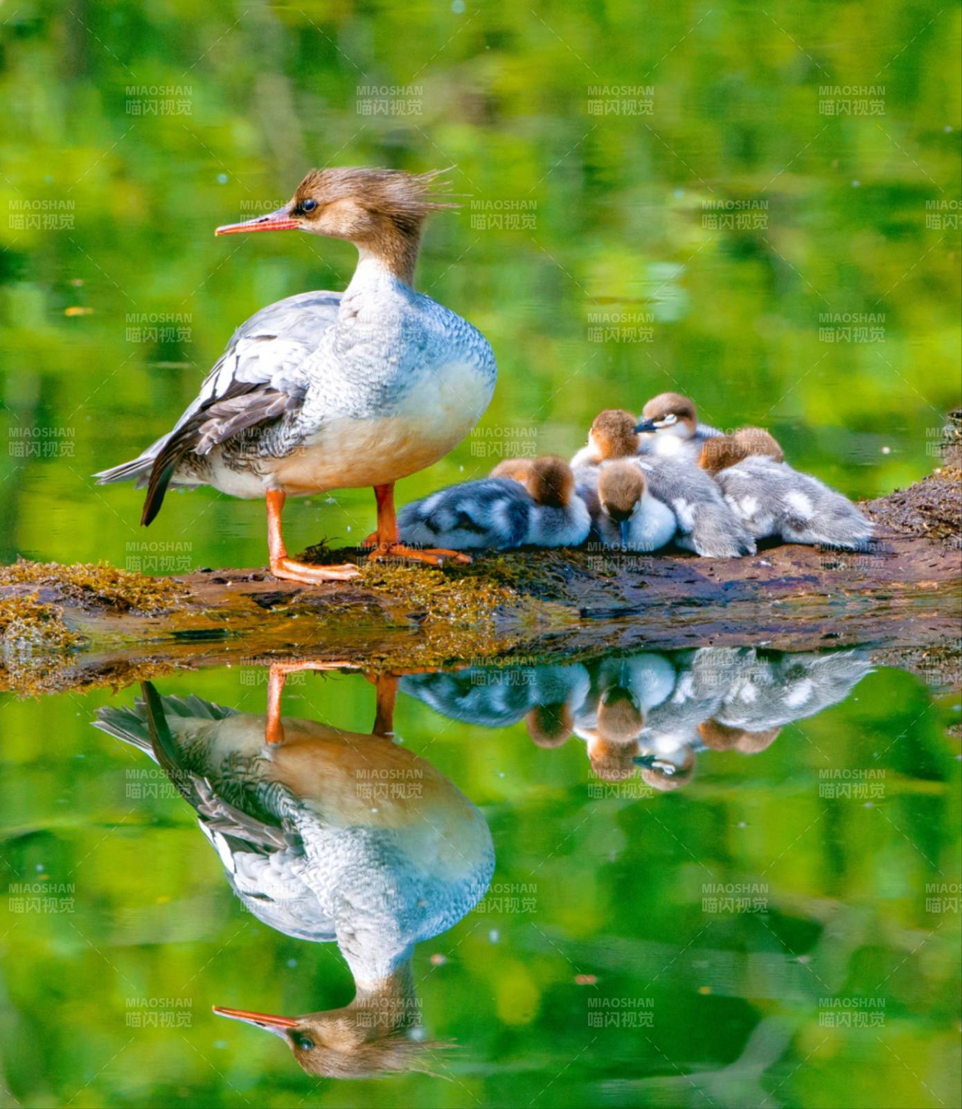 母鸭与小鸭水中倒影图片