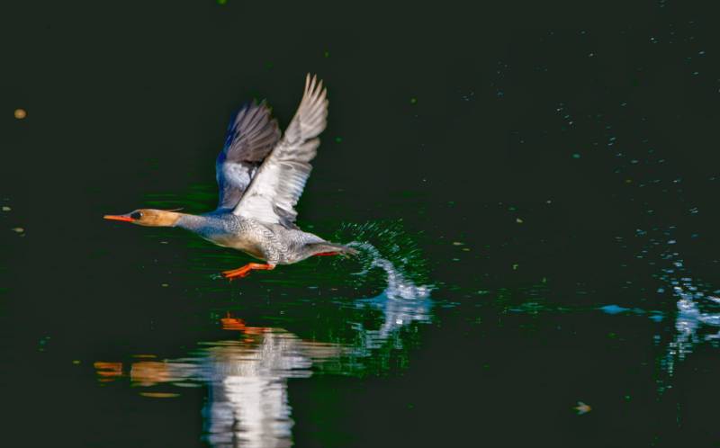 鸭子低飞掠过水面图片