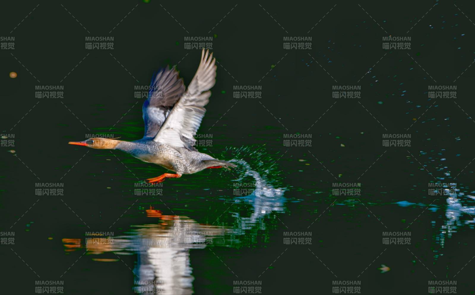 鸭子低飞掠过水面图片