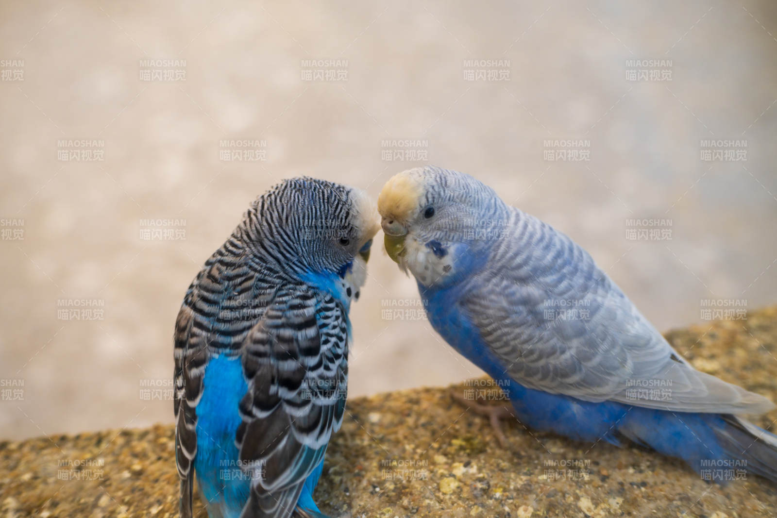 两只鹦鹉的亲密时刻图片