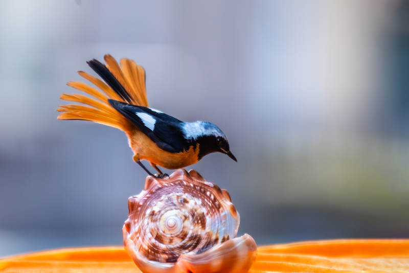 鸟儿与贝壳的奇妙相遇图片