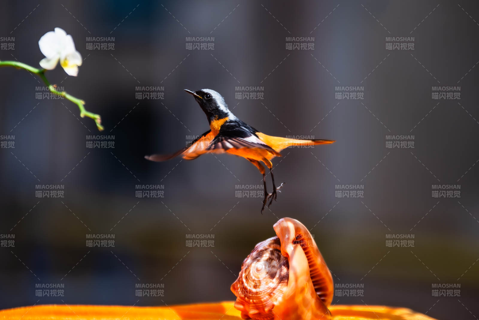 北红尾鸲与花的瞬间图片