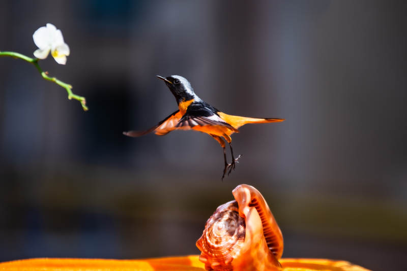 北红尾鸲与花的瞬间图片