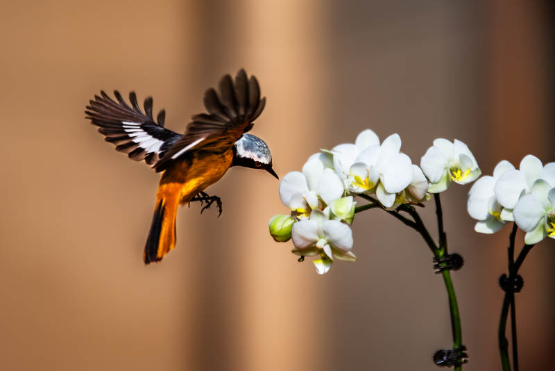 鸟儿与兰花的美丽邂逅图片