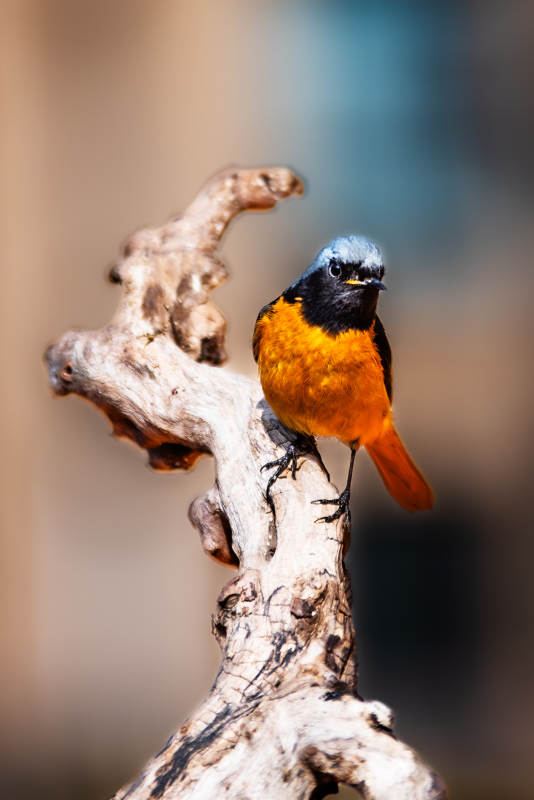橙色小鸟栖息枯枝上图片