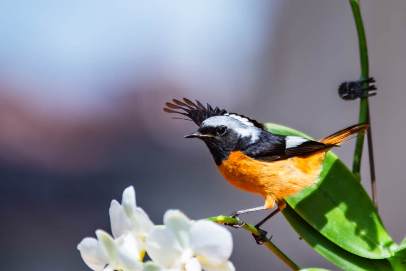 北红尾鸲栖息花间图片