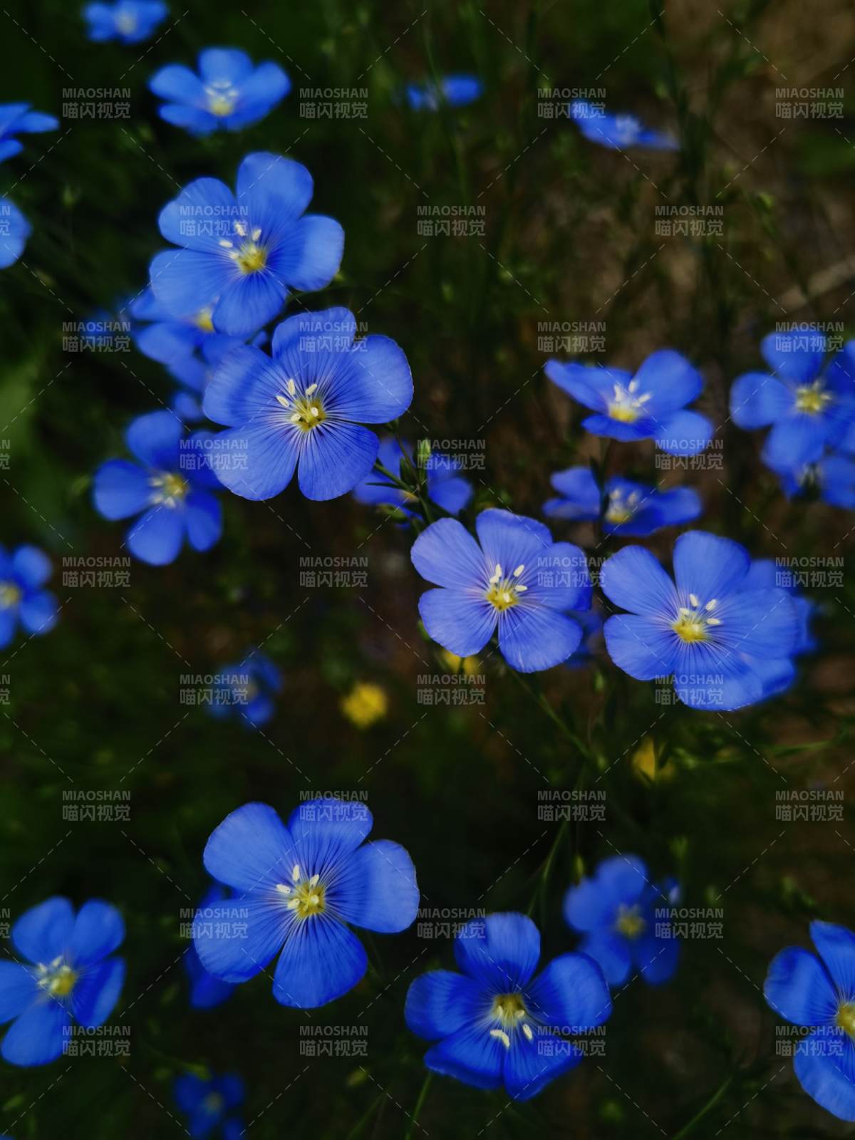 蓝色小花的美丽瞬间图片