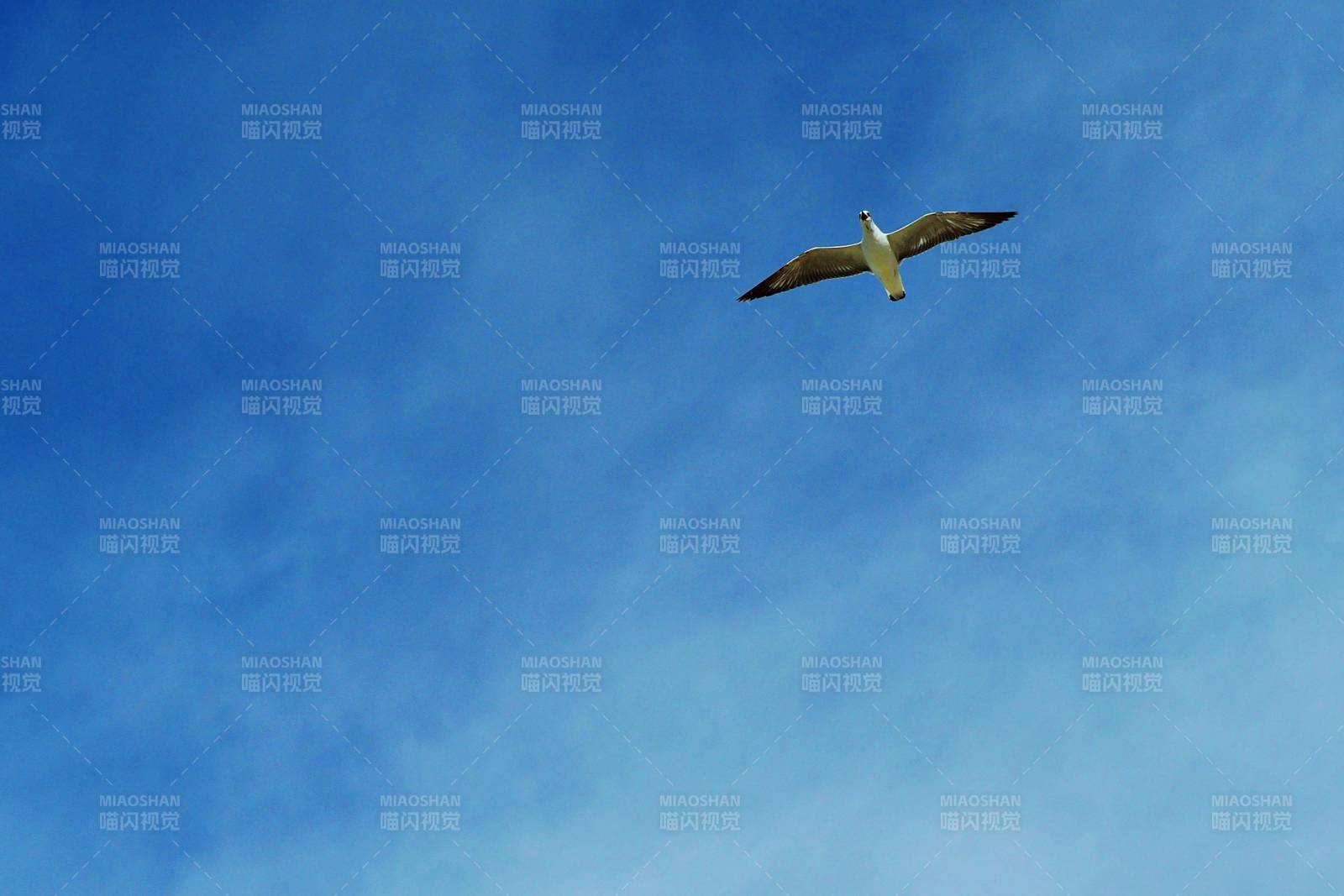 翱翔蓝天的海鸥图片