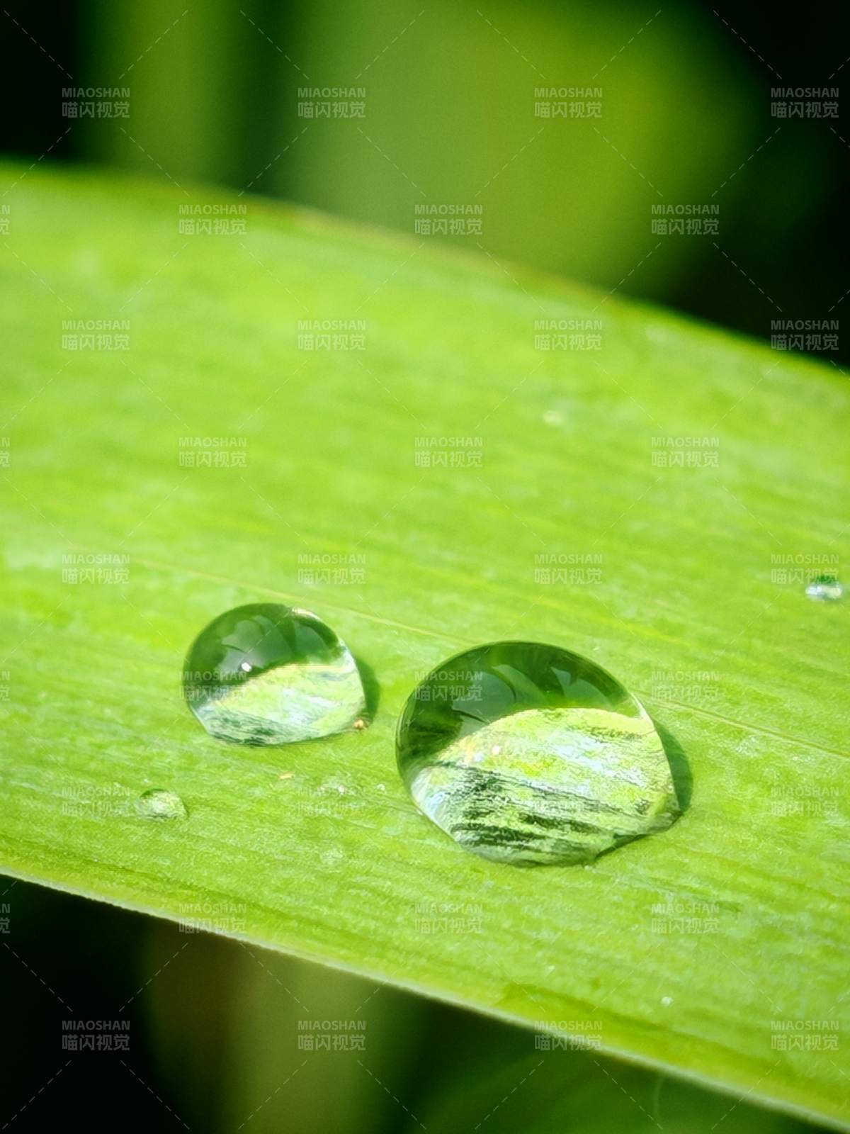 绿叶上的水珠图片