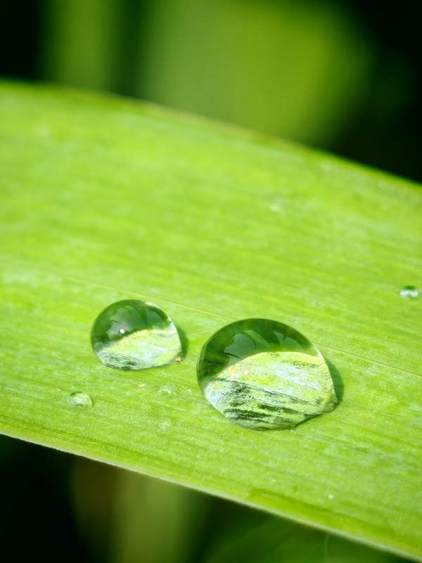 绿叶上的水珠图片