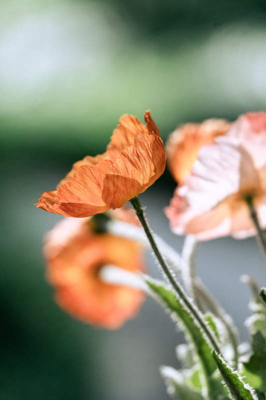 橙色虞美人的特写图片