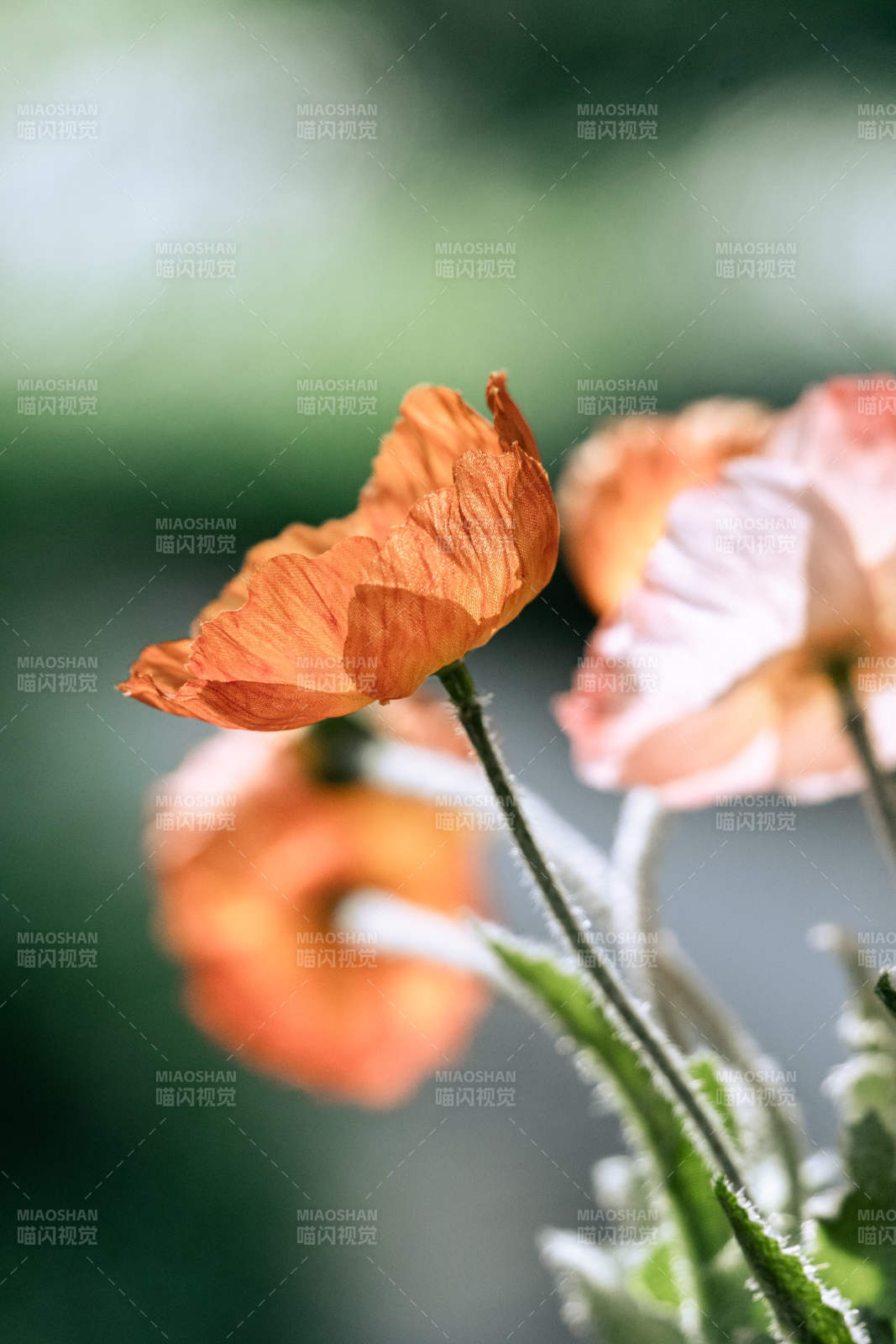 橙色虞美人的特写图片