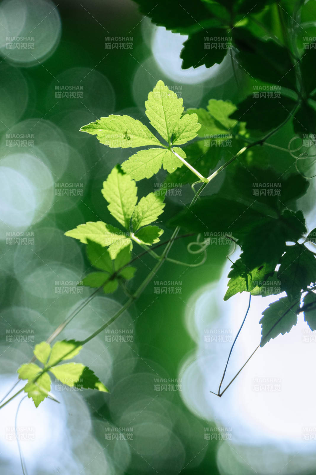 阳光下的绿叶图片